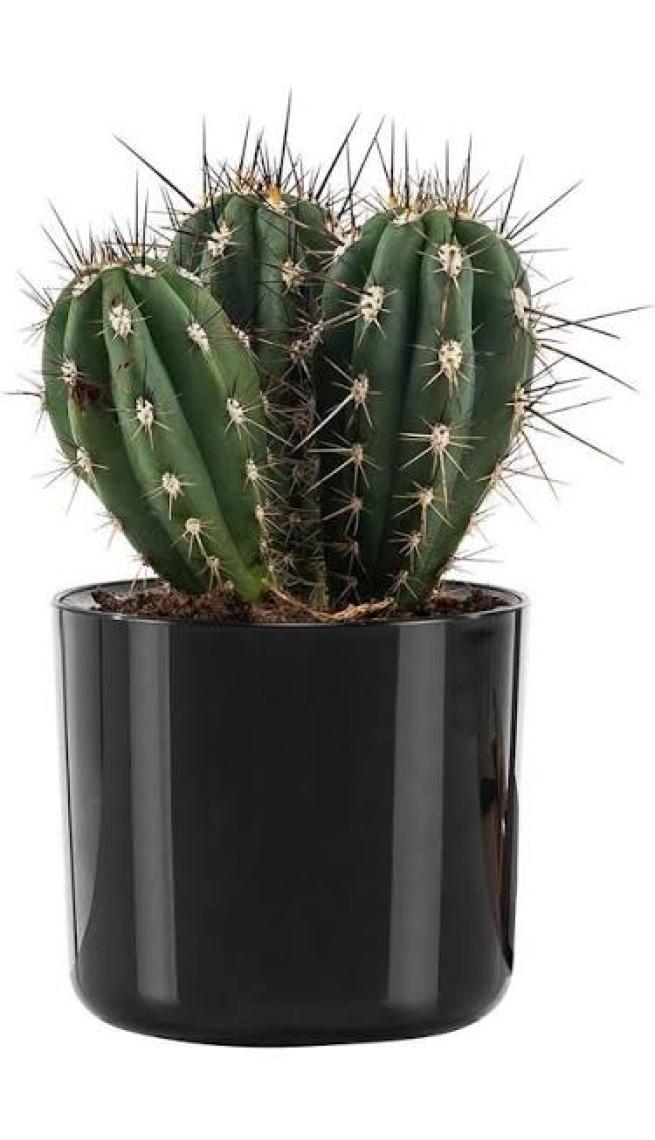 Poliwork Mimoza 9 cm Saksı 0,4 lt