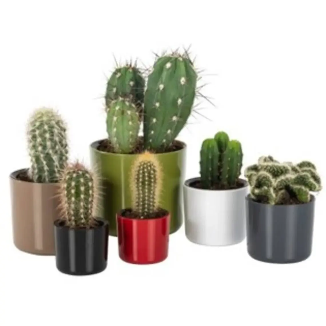 Poliwork Mimoza 11 cm Saksı 0,8 lt