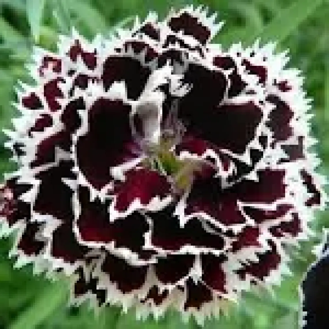Reyon Ermenek - Dianthus Heddewigii Siyah Beyaz Karanfil Çiçeği Tohumu (100 Adet)