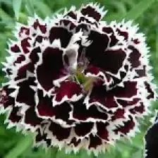 Reyon Ermenek - Dianthus Heddewigii Siyah Beyaz Karanfil Çiçeği Tohumu (100 Adet)