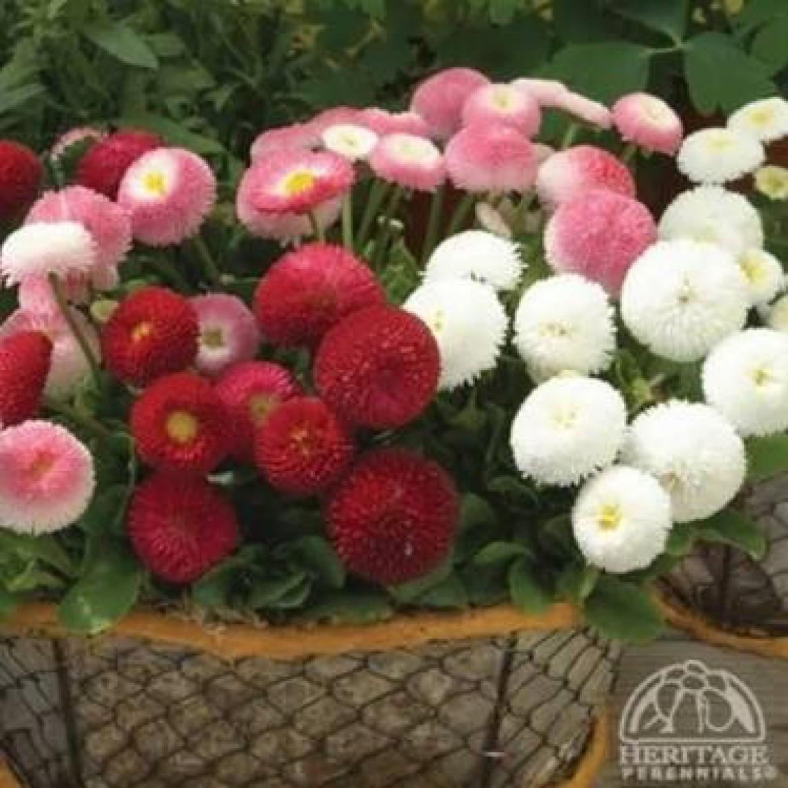 Reyon Ermenek Karışık Katmerli Bellis Perennis Ponpon Ingiliz Çayır Papatyası Çiçeği Tohumu ( 100 Adet)