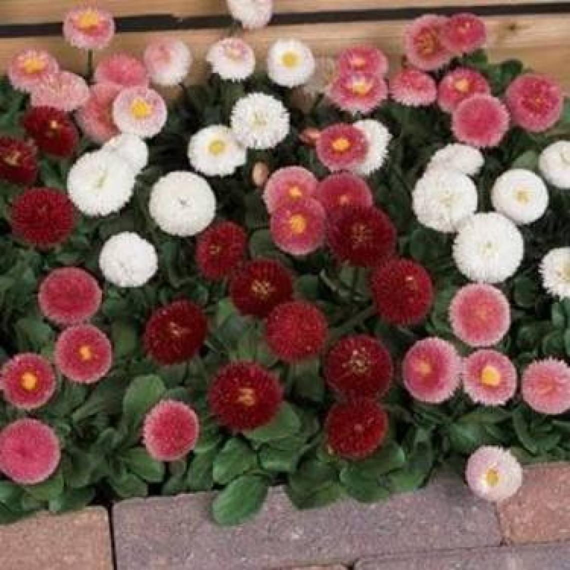 Reyon Ermenek Karışık Katmerli Bellis Perennis Ponpon Ingiliz Çayır Papatyası Çiçeği Tohumu ( 100 Adet)