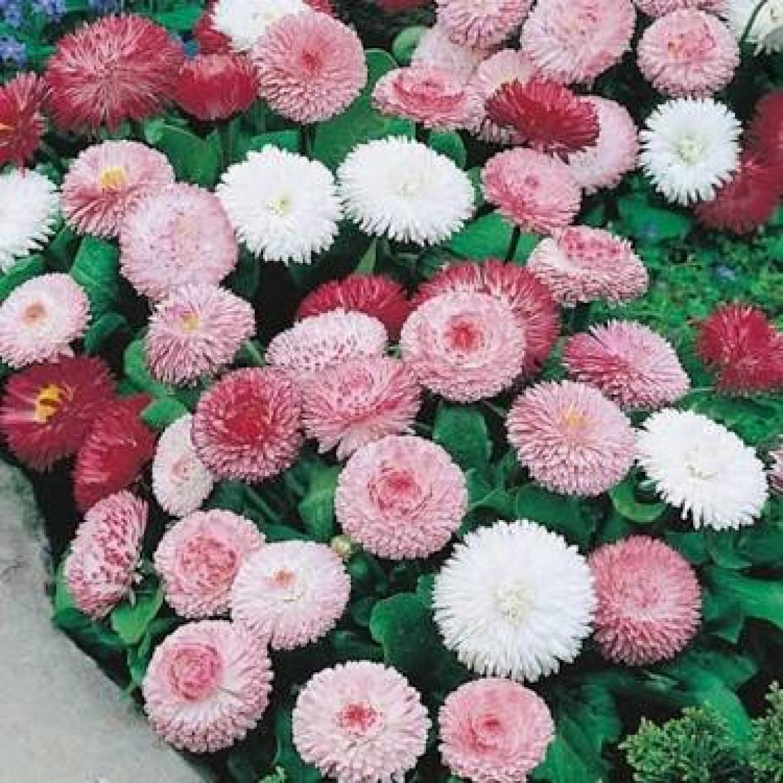 Reyon Ermenek Karışık Katmerli Bellis Perennis Ponpon Ingiliz Çayır Papatyası Çiçeği Tohumu ( 100 Adet)