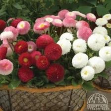 Reyon Ermenek Karışık Katmerli Bellis Perennis Ponpon Ingiliz Çayır Papatyası Çiçeği Tohumu ( 100 Adet)