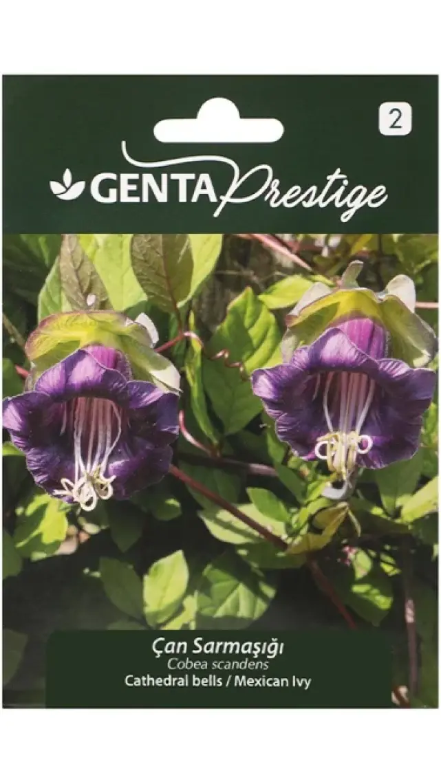 Genta Prestige Çiçek Tohumu Çan Sarmaşığı Genta Prestige
