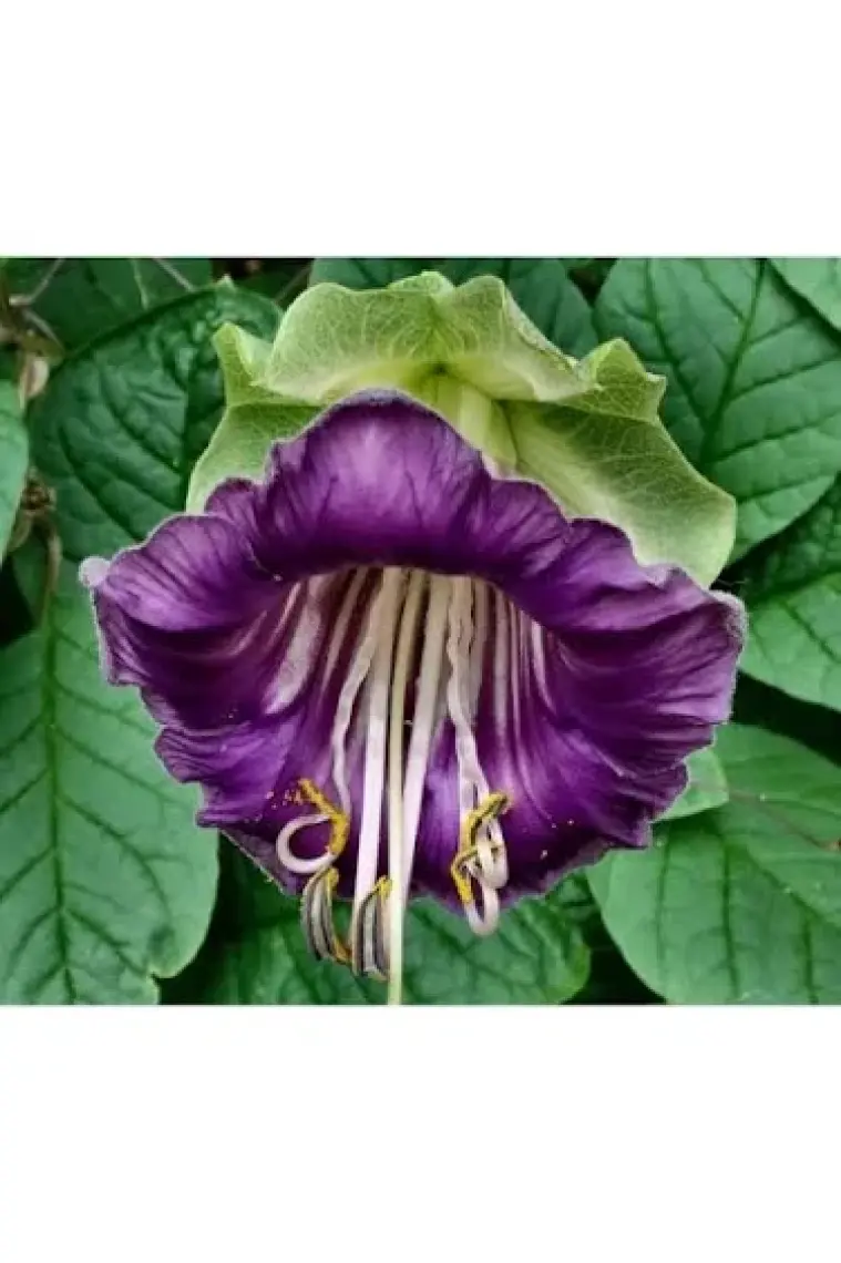 Genta Prestige Çiçek Tohumu Çan Sarmaşığı Genta Prestige