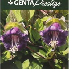 Genta Prestige Çiçek Tohumu Çan Sarmaşığı Genta Prestige