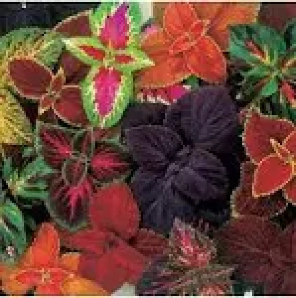 Ev Ve Bahçe Karışık Renkli Kolyos (Coleus) Yaprak Güzeli Çiçeği Tohumu (100 Tohum)