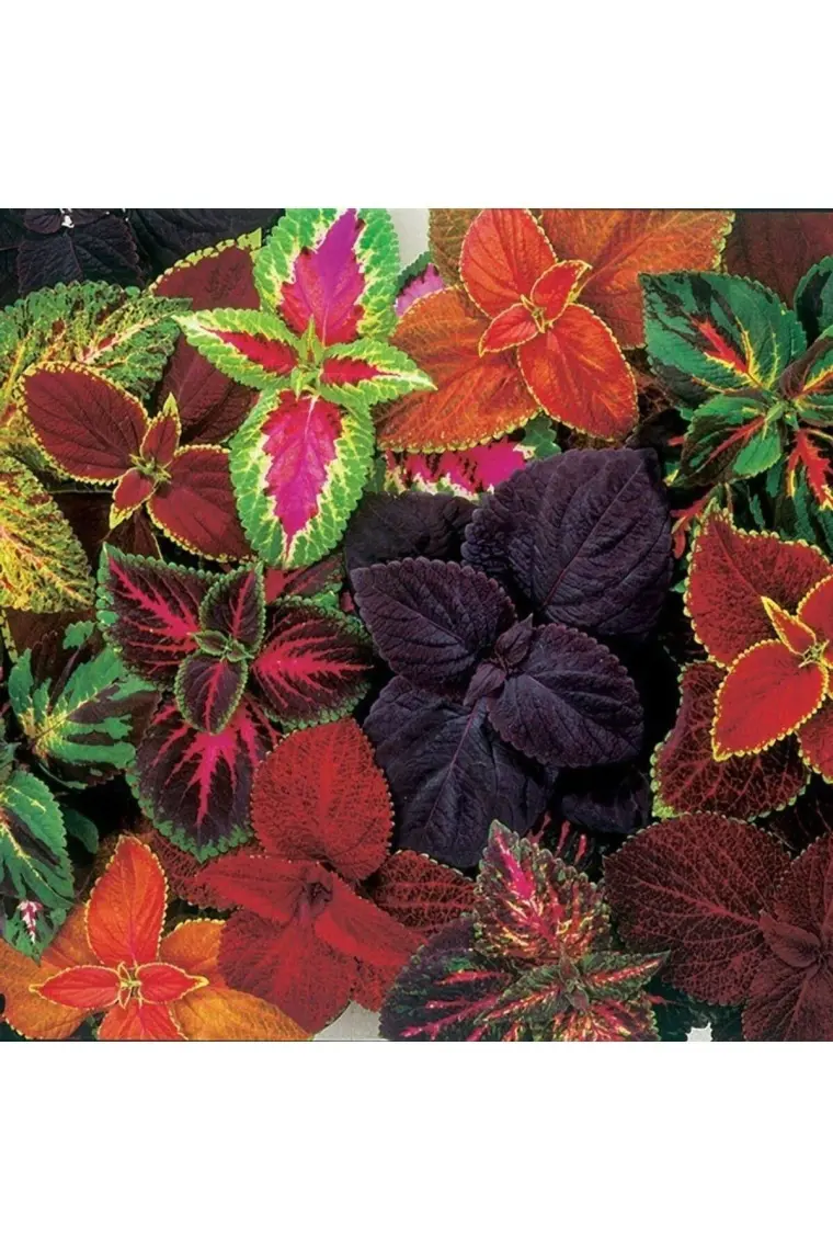 Ev Ve Bahçe Karışık Renkli Kolyos (Coleus) Yaprak Güzeli Çiçeği Tohumu (100 Tohum)