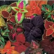 Ev Ve Bahçe Karışık Renkli Kolyos (Coleus) Yaprak Güzeli Çiçeği Tohumu (100 Tohum)