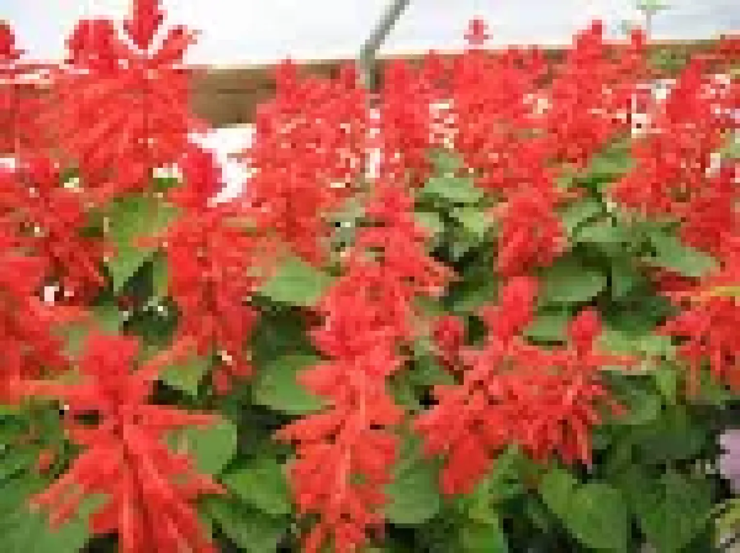 Arzuman Ateş Çiçeği (Salvia Splendens) Çiçek Tohumu 30 Adet