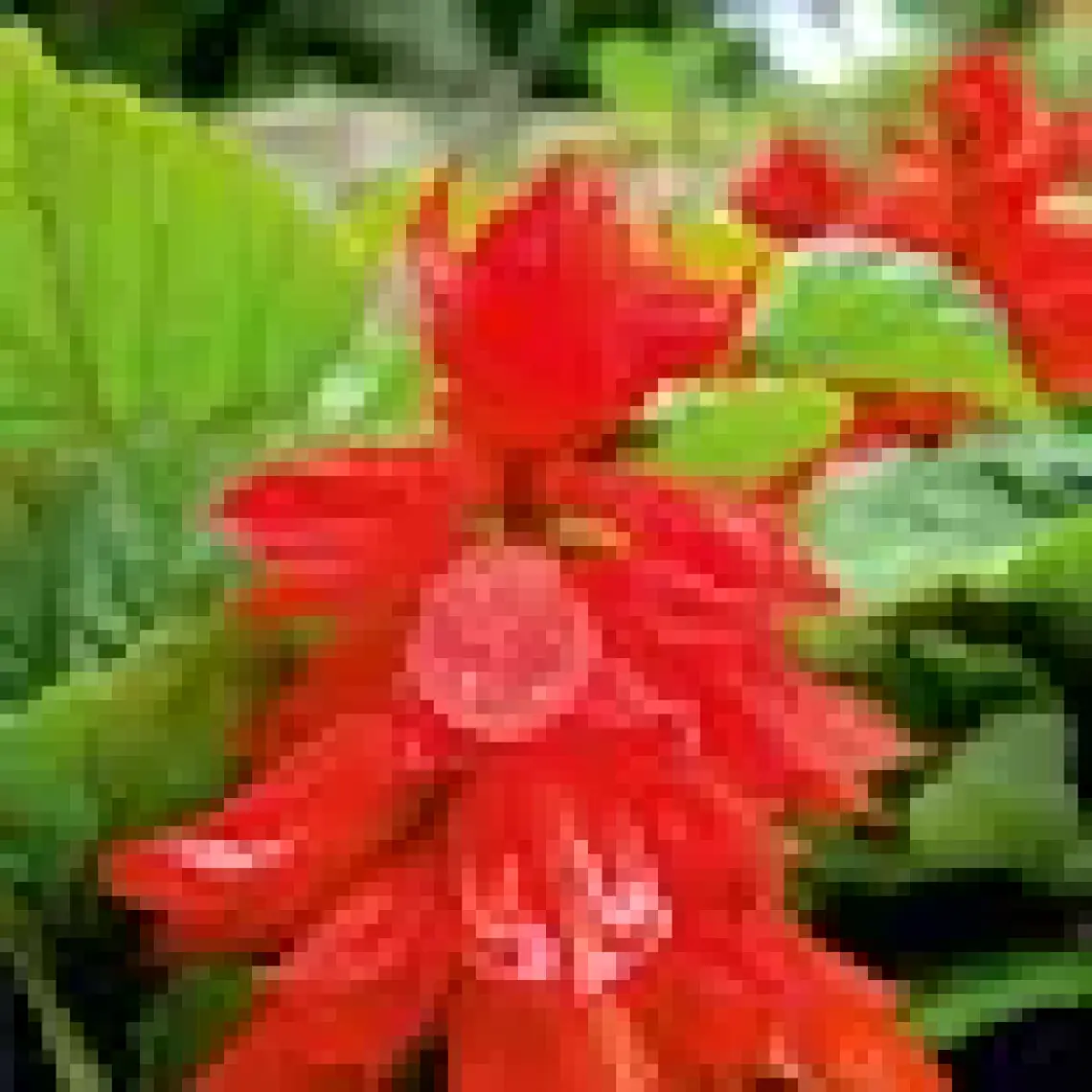 Arzuman Ateş Çiçeği (Salvia Splendens) Çiçek Tohumu 30 Adet