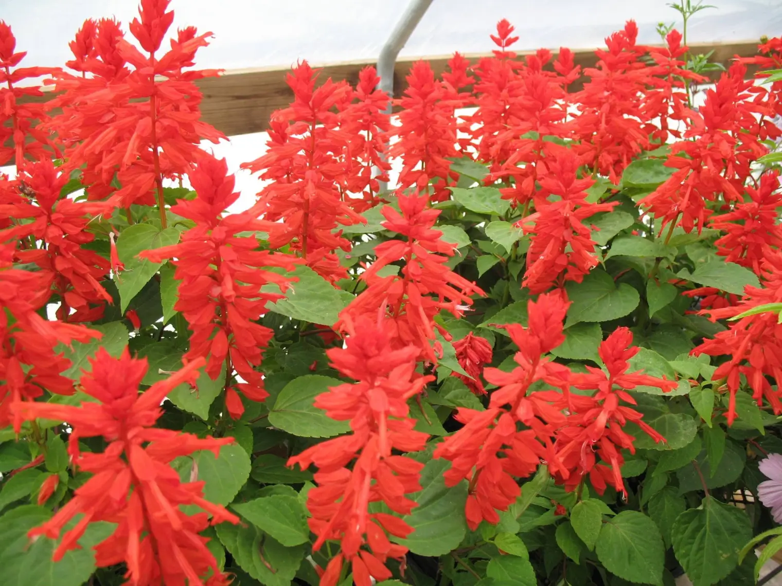 Arzuman Ateş Çiçeği (Salvia Splendens) Çiçek Tohumu 30 Adet