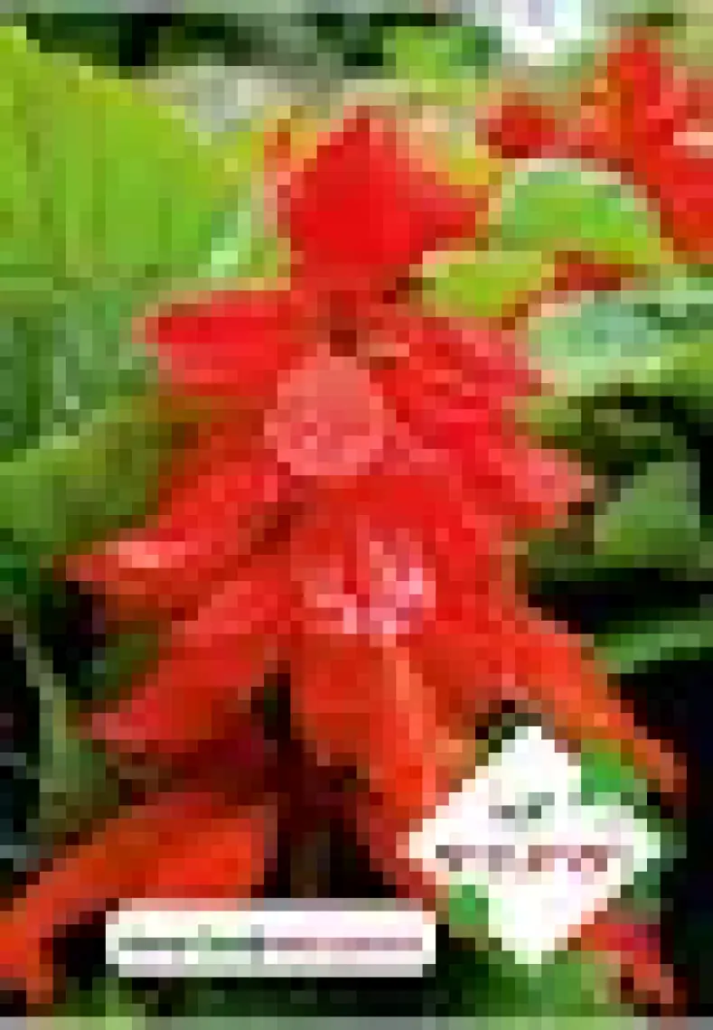 Arzuman Ateş Çiçeği (Salvia Splendens) Çiçek Tohumu 30 Adet
