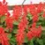 Arzuman Ateş Çiçeği (Salvia Splendens) Çiçek Tohumu 30 Adet