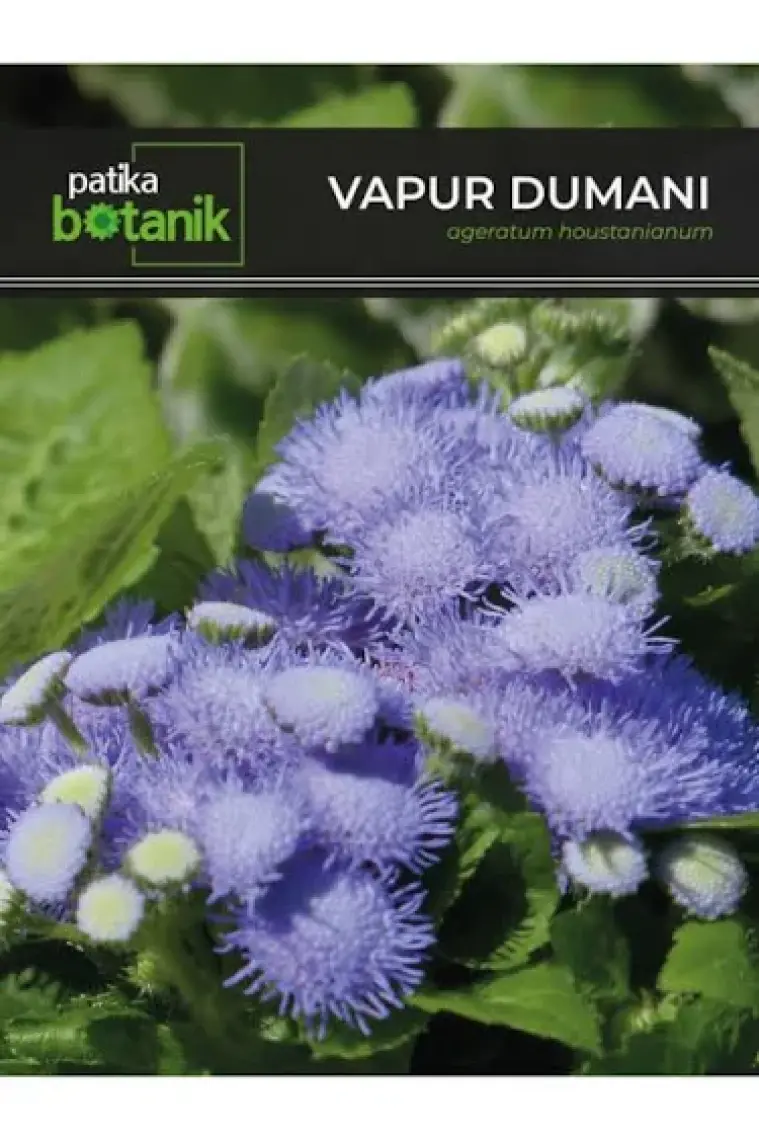 Köy Tohumları 100 Adet Tohum Vapur Dumanı Çiçek Tohumu Vapur Dumanı Çiçekler