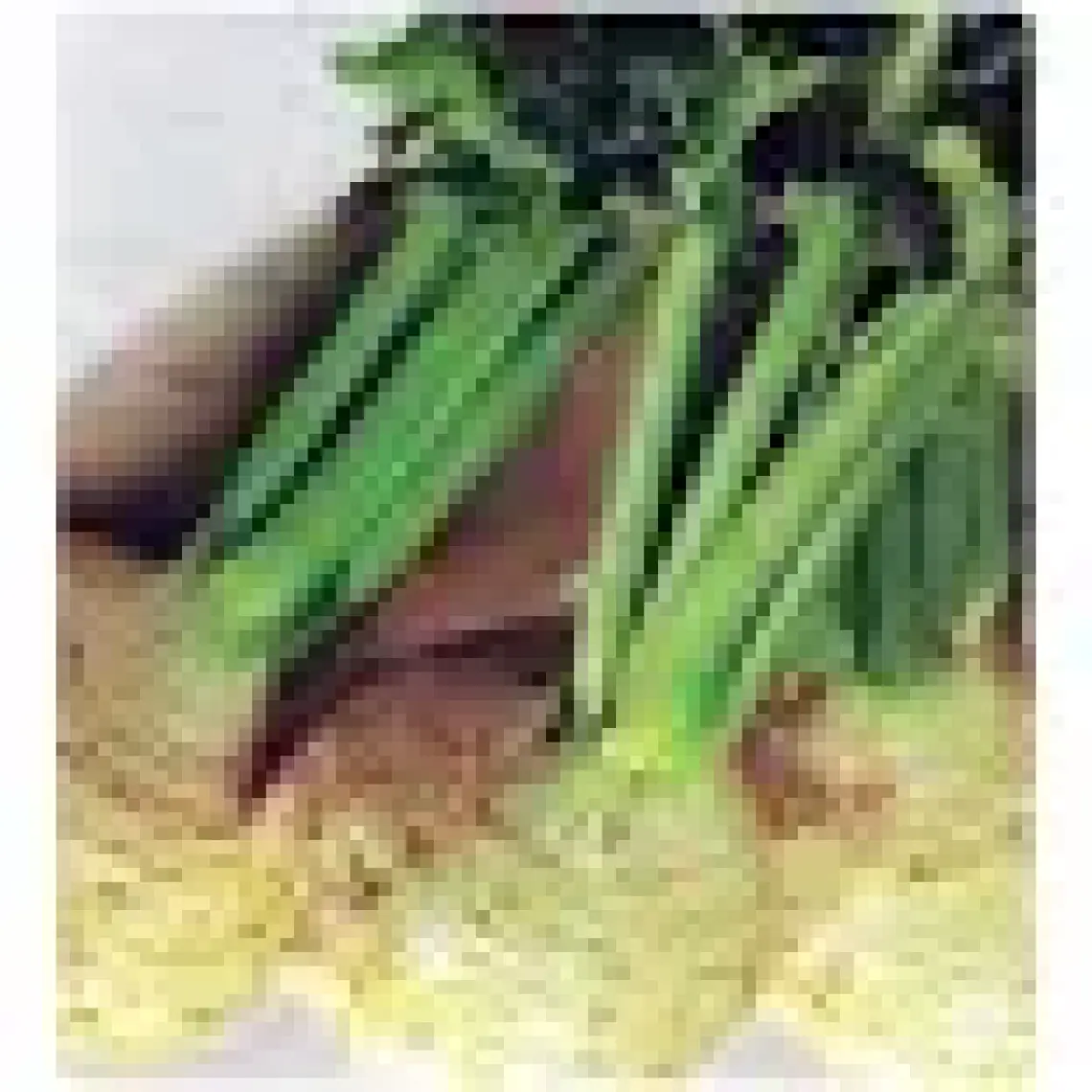 Arzuman Kök  Kereviz 10 Gram