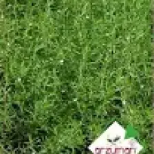Arzuman Kekik Tohumu 100'lü