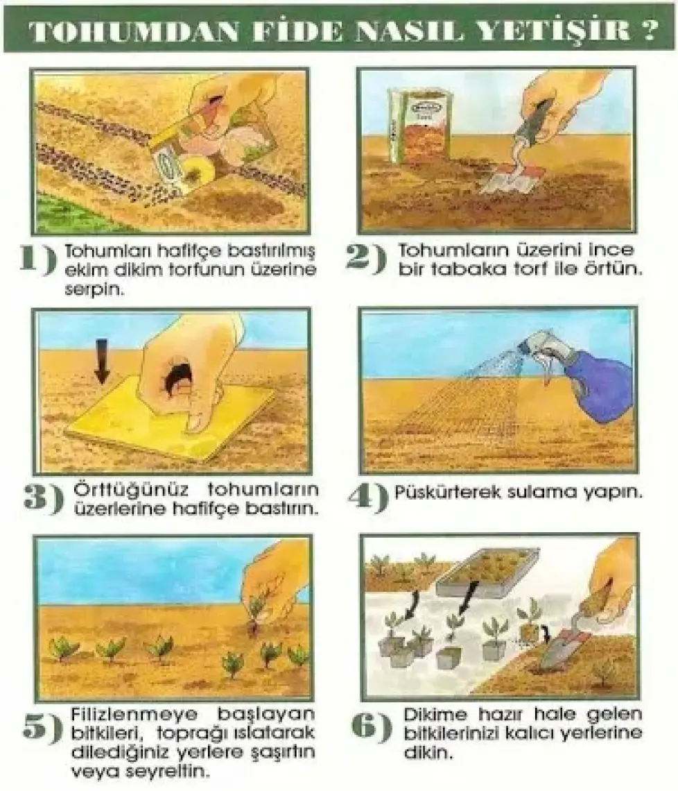 Sunagri Tohumculuk Sunagri Kozmos Çiçek Tohumu