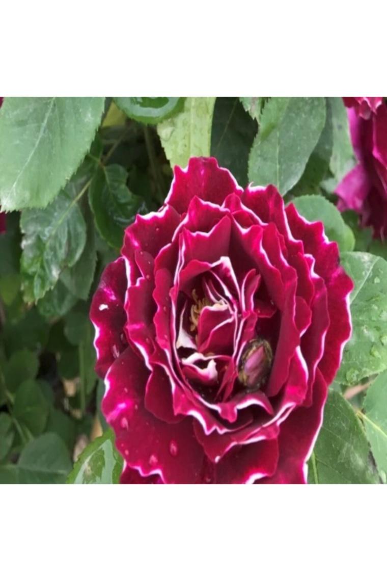 Tohum Bul Kokulu Clove Rose Karanfil Yediveren Sarmaşık Gül Tohumu (5 Adet)