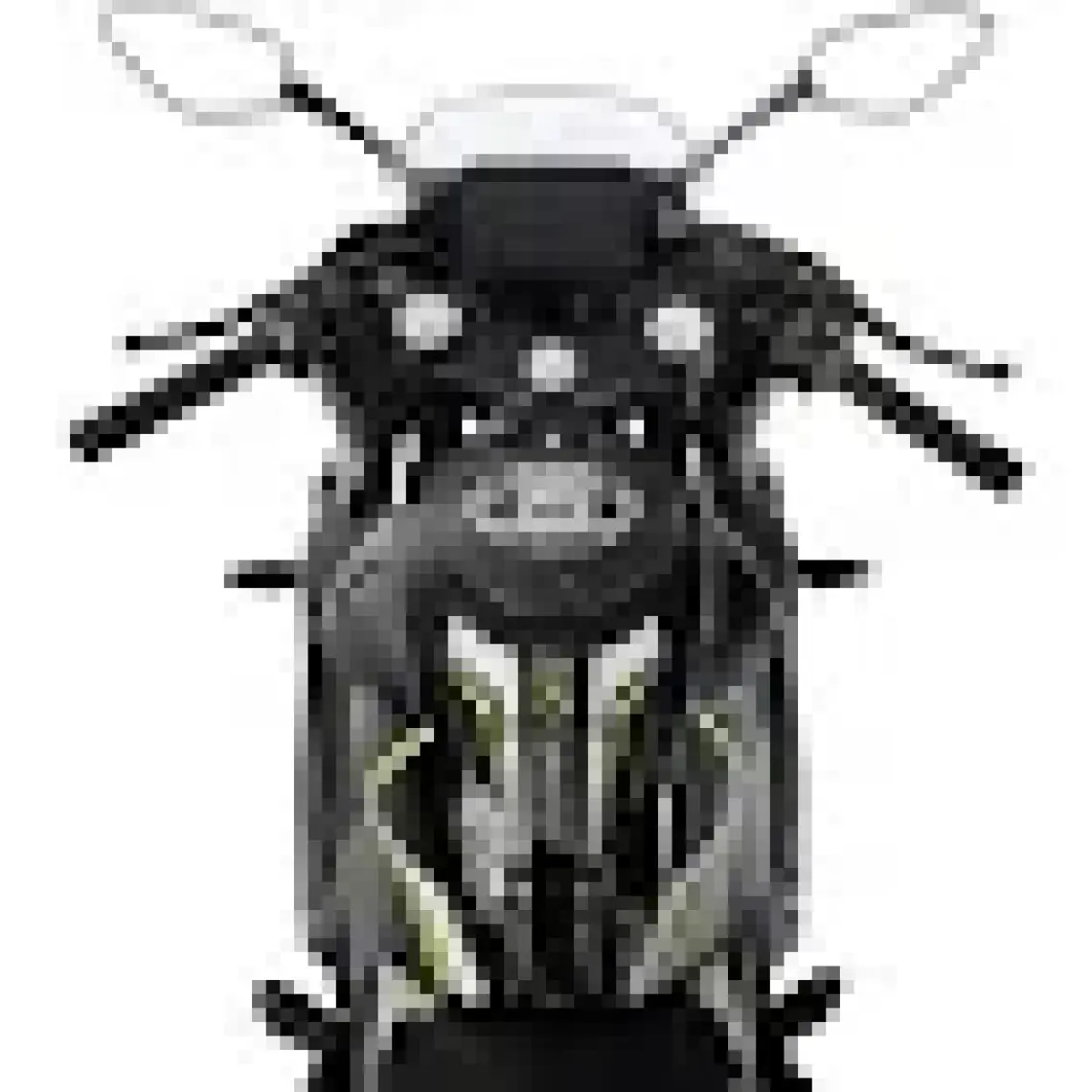GP Kompozit CF Moto 250 SR 2020-2024 Uyumlu Tank Pad Seti Siyah - Kırmızı