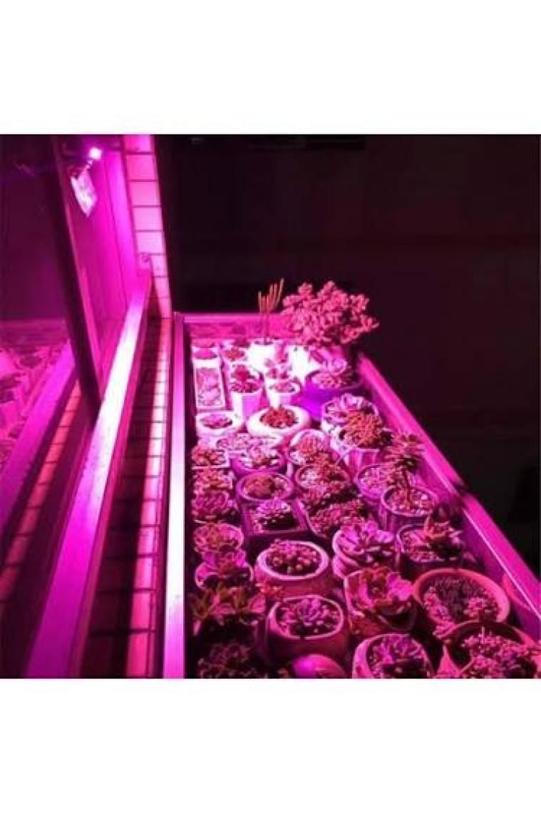 Profisher Tam Spektrum Fito Bitki  Büyütme LED Işık 50W Ac 220V 180° Ip 65 Su Geçirmez