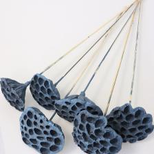 Succulent Lotus Plant Gerçek Lotus Çiçeği Bambu Saplı 6 Adet Duman Mavisi