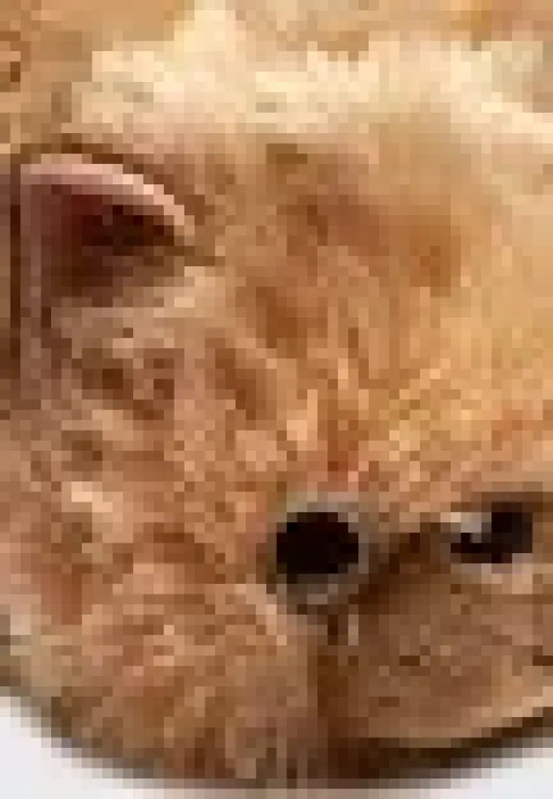 Twigy Kedi-2 Kadın Hayvanlı Panduf Kahverengi 36/41 CC0615