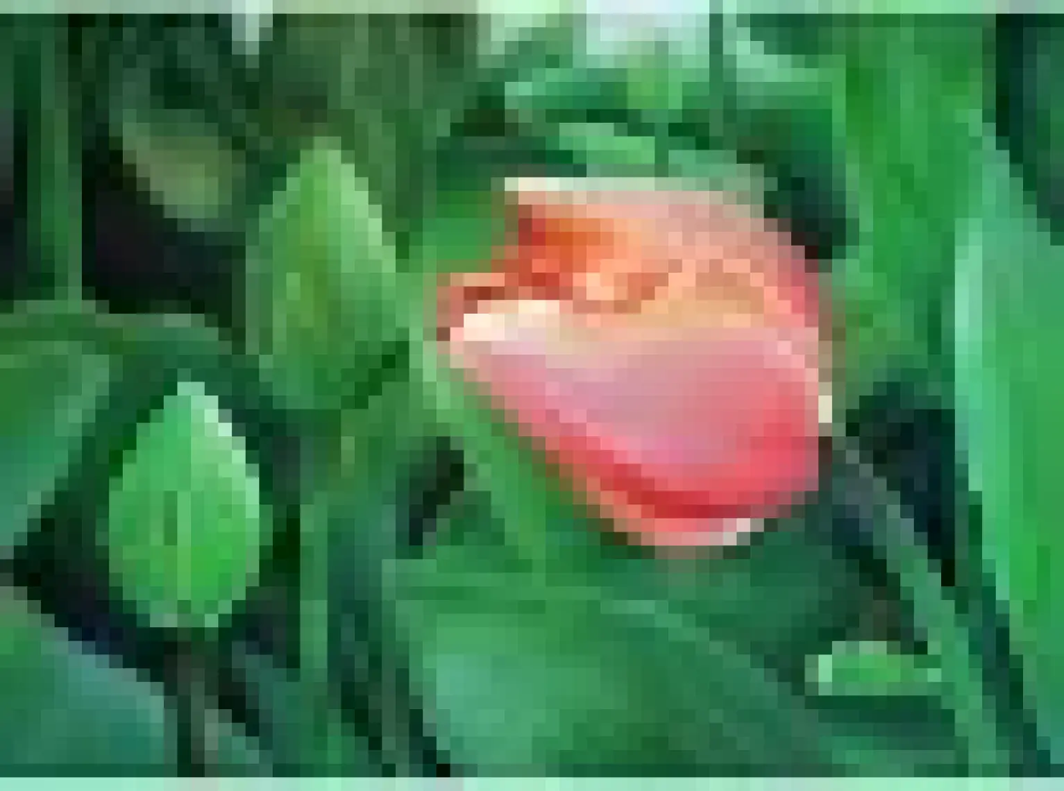 Koh-i-Noor Polycolor Kuru Boya Kalemi 3800 Light Green