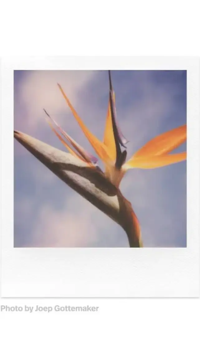 Polaroid Color Film For Sx-70