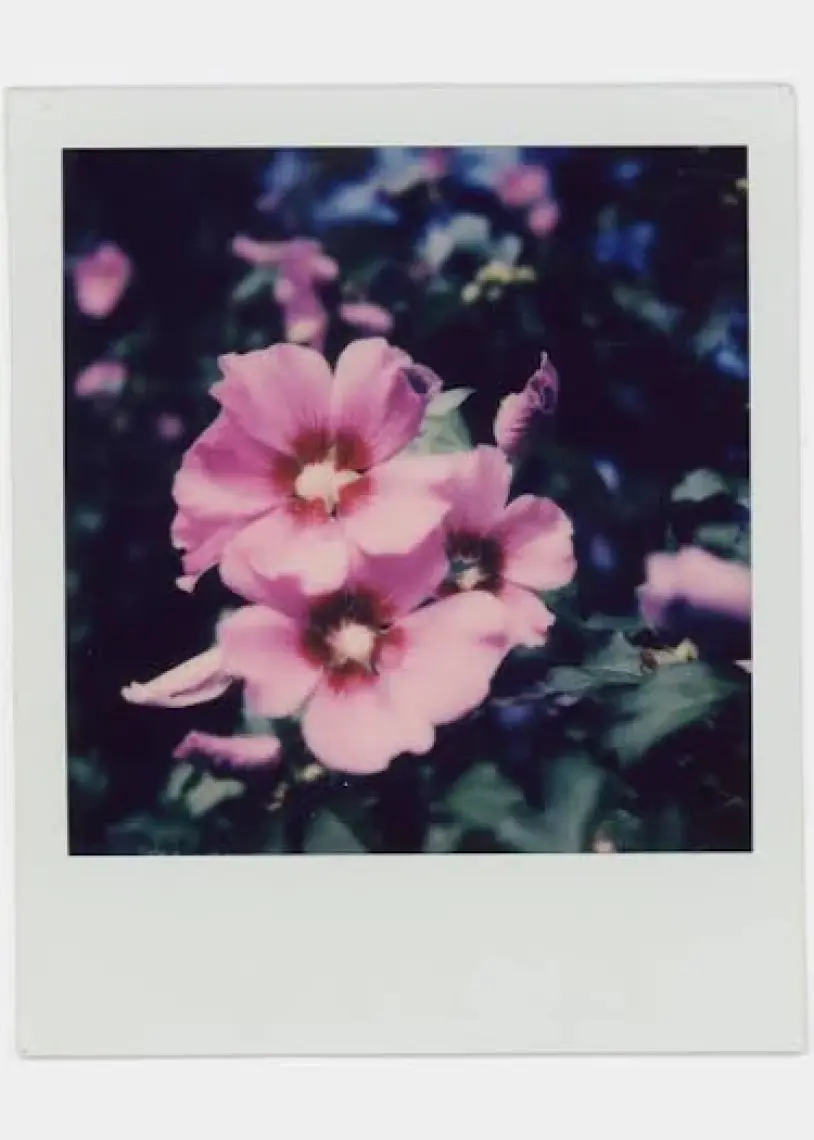 Polaroid Color Film For Sx-70