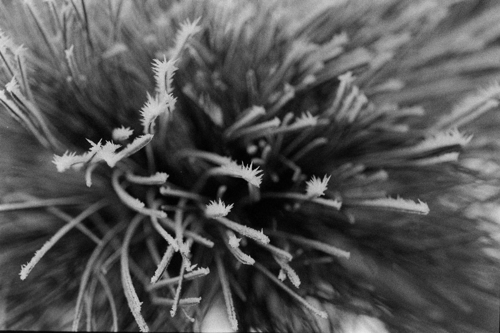 Ilford Delta 3200 36 Pozluk Siyah Beyaz Negatif Film (Skt: 12-2021)
