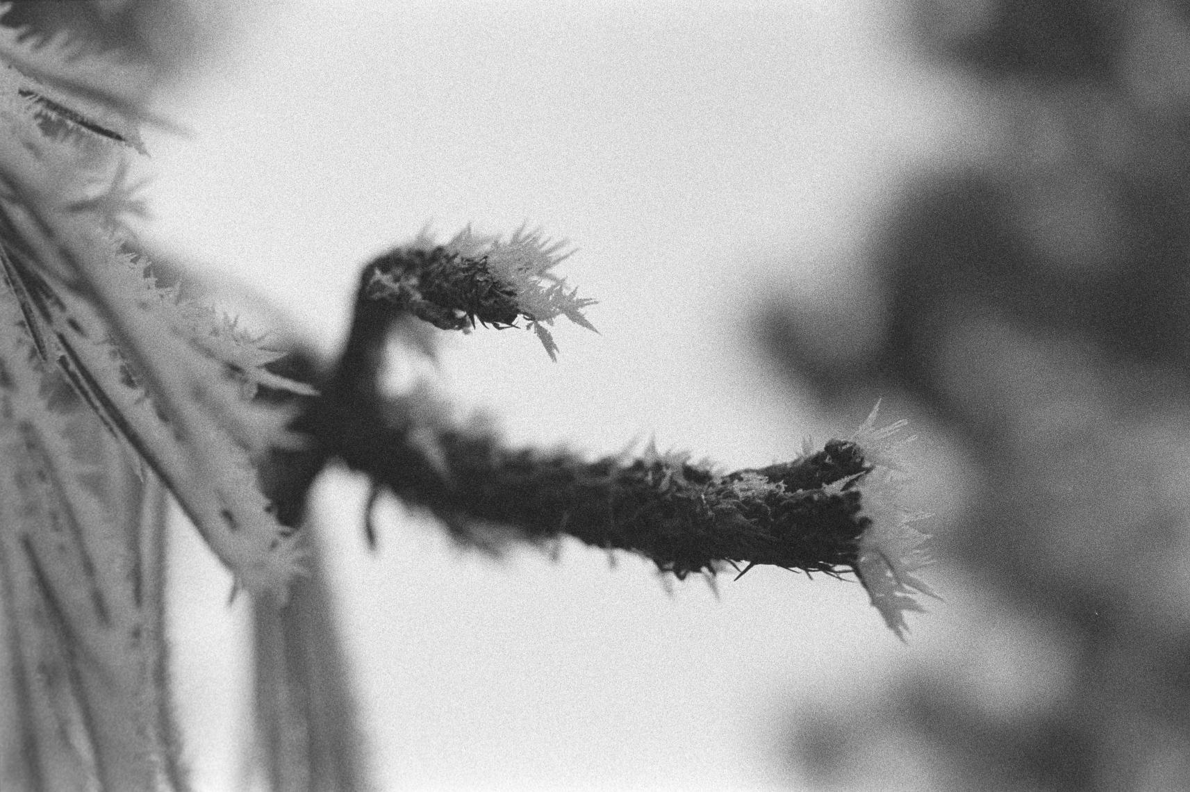 Ilford Delta 3200 36 Pozluk Siyah Beyaz Negatif Film (Skt: 12-2021)