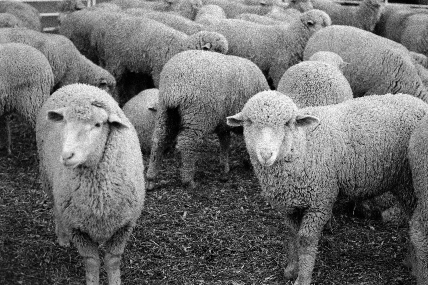 Ilford Delta 3200 36 Pozluk Siyah Beyaz Negatif Film (Skt: 12-2021)