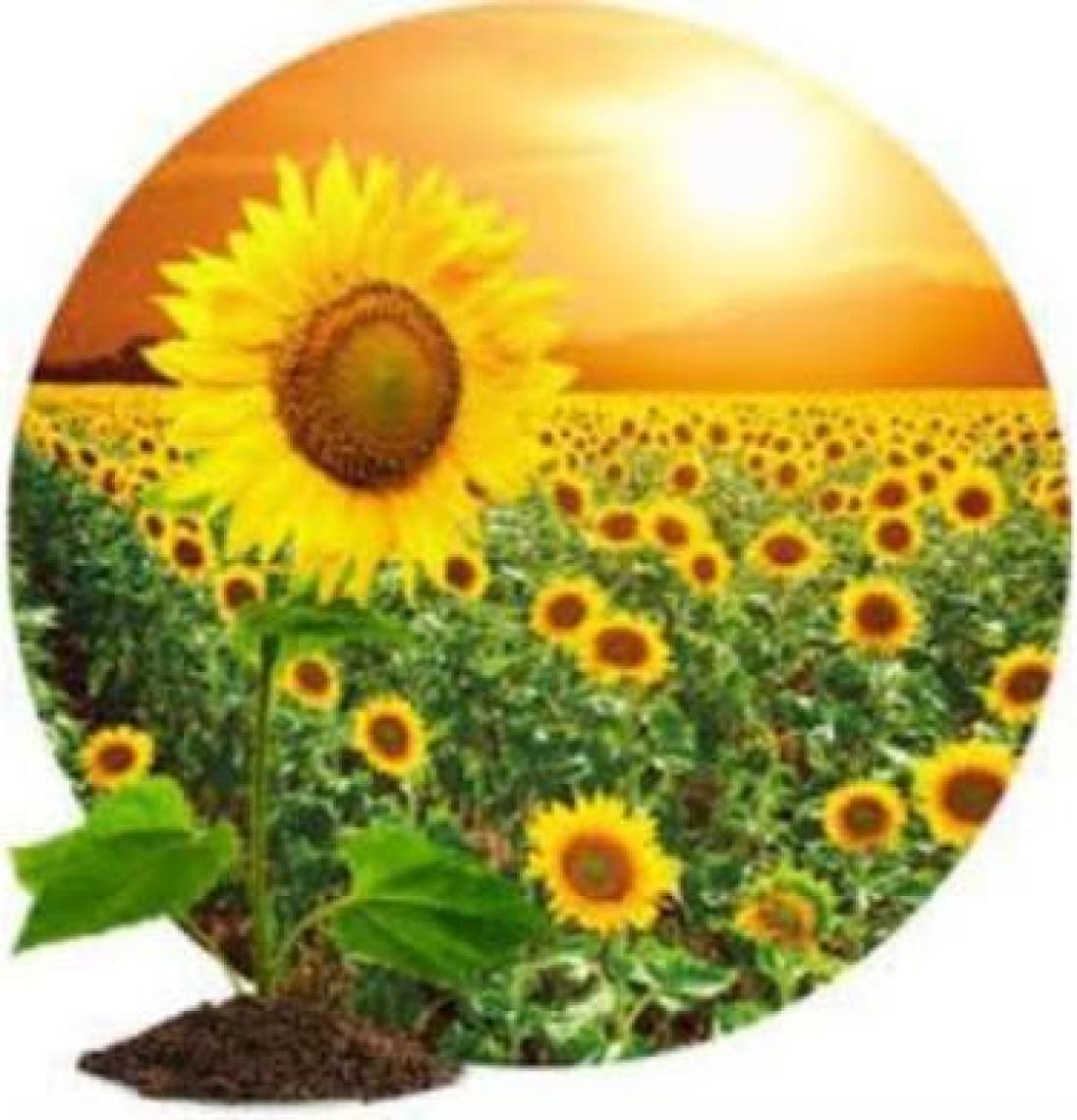 Salat  Ayçiçek Yağı 1 lt