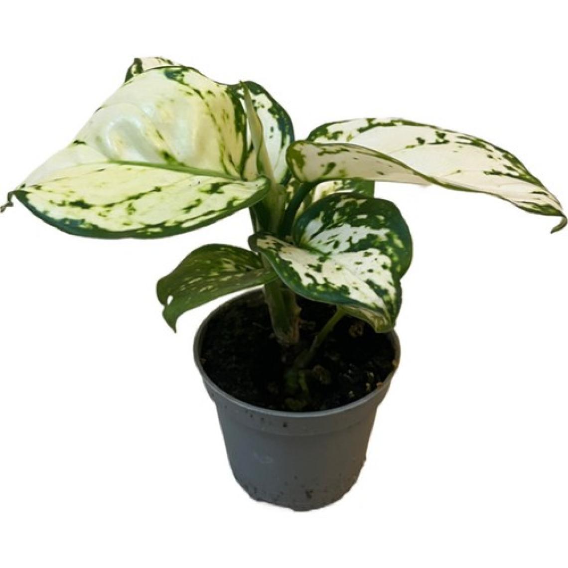 Betonish Aglaonema 'White Joy' (Çin Herdemyeşili)