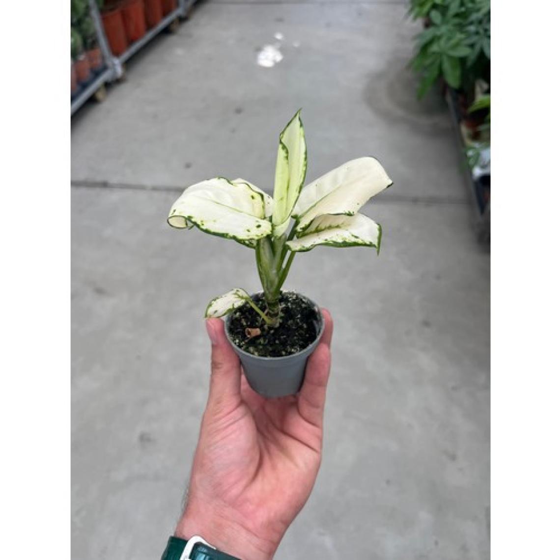 Betonish Aglaonema 'White Joy' (Çin Herdemyeşili)