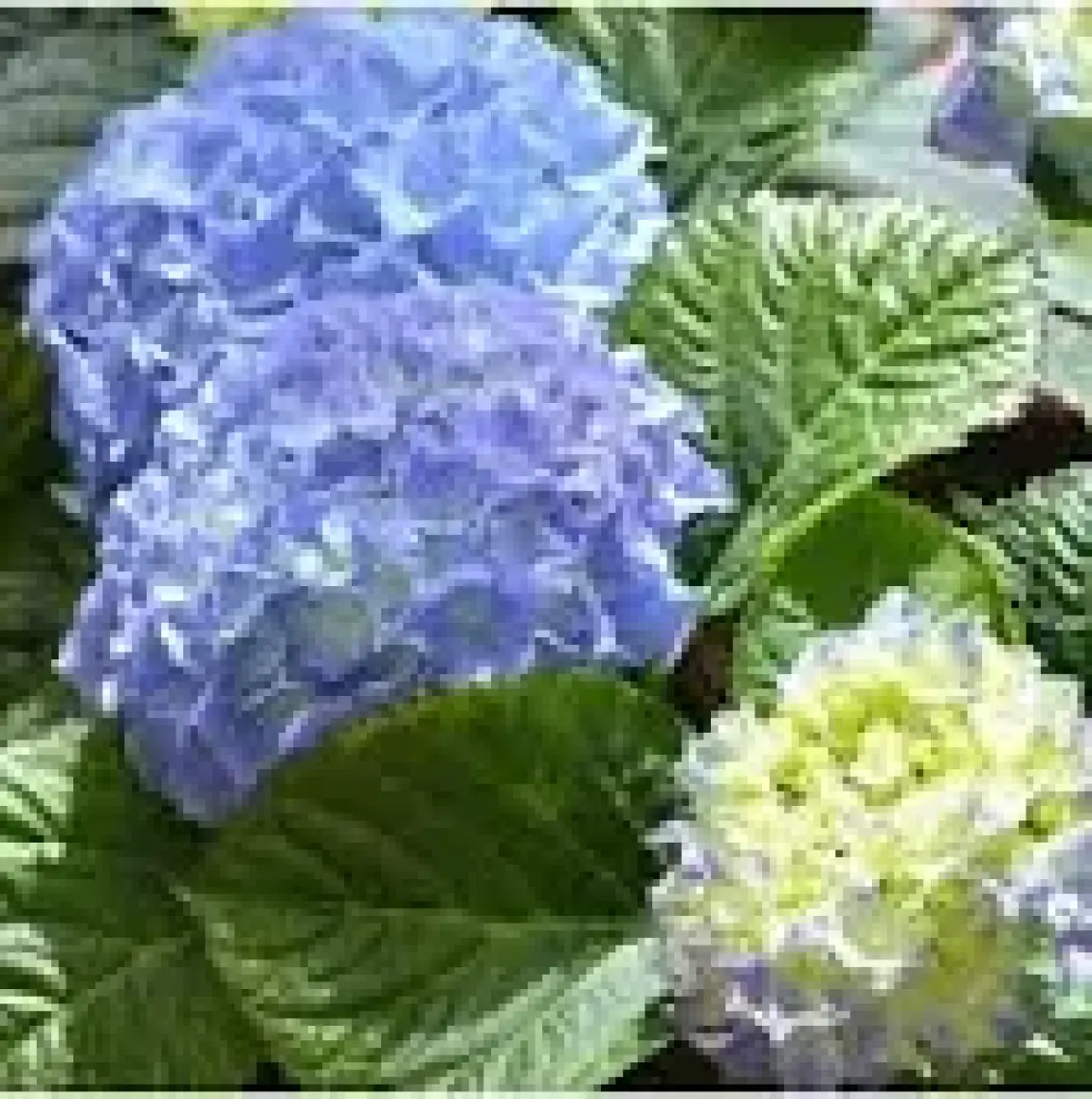 Biorganix Mavi Ortanca Fidanı Hydrangea Mocnophylla 10-20 cm