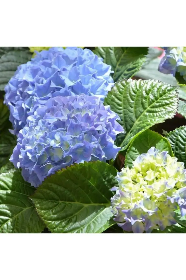 Biorganix Mavi Ortanca Fidanı Hydrangea Mocnophylla 10-20 cm