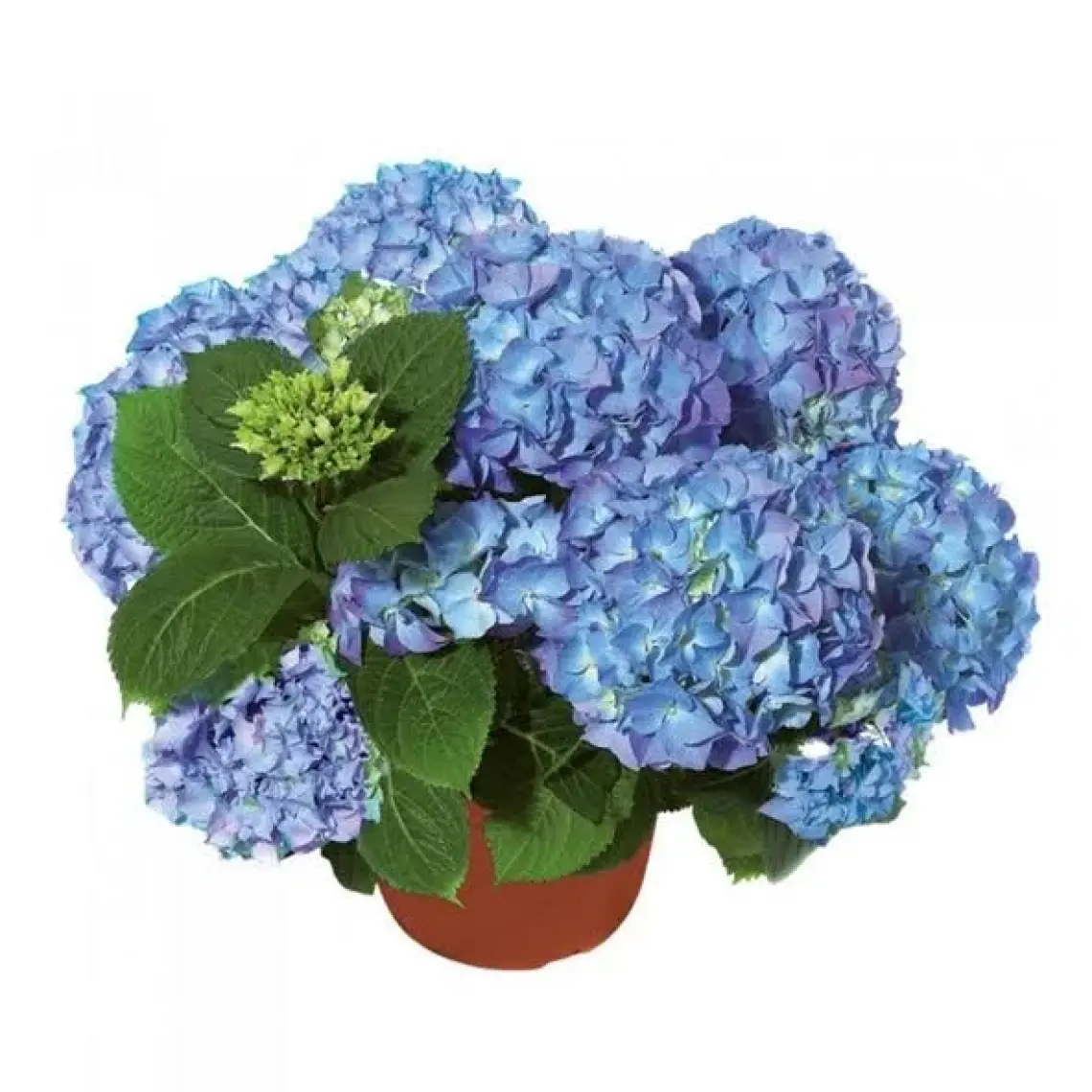 Biorganix Mavi Ortanca Fidanı Hydrangea Mocnophylla 10-20 cm
