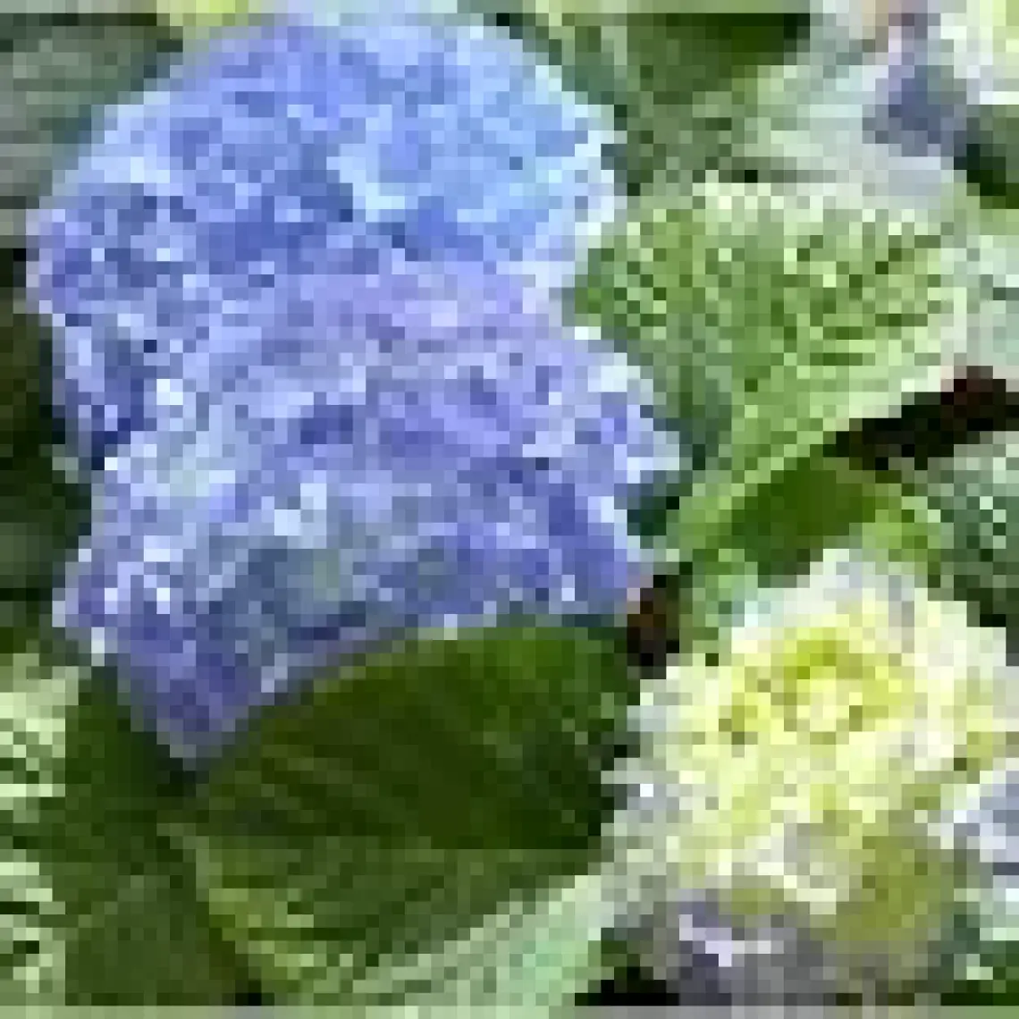 Biorganix Mavi Ortanca Fidanı Hydrangea Mocnophylla 10-20 cm