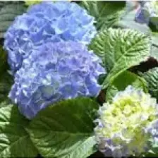 Biorganix Mavi Ortanca Fidanı Hydrangea Mocnophylla 10-20 cm