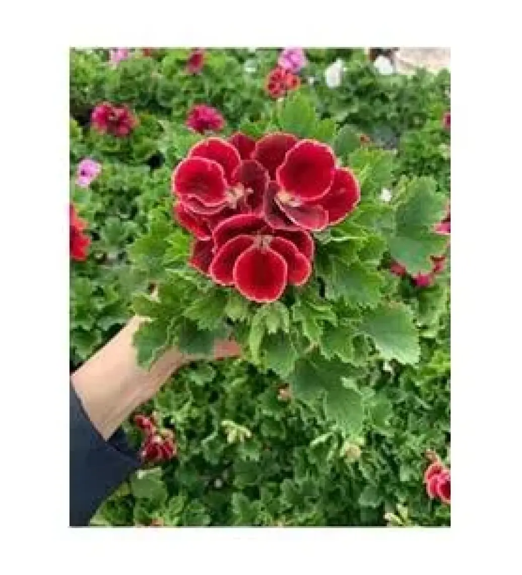 Isparta Ceylan Gözü Sardunya Fidanı Koyu Kırmızı 10-20 cm