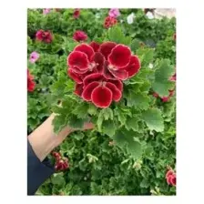 Isparta Ceylan Gözü Sardunya Fidanı Koyu Kırmızı 10-20 cm