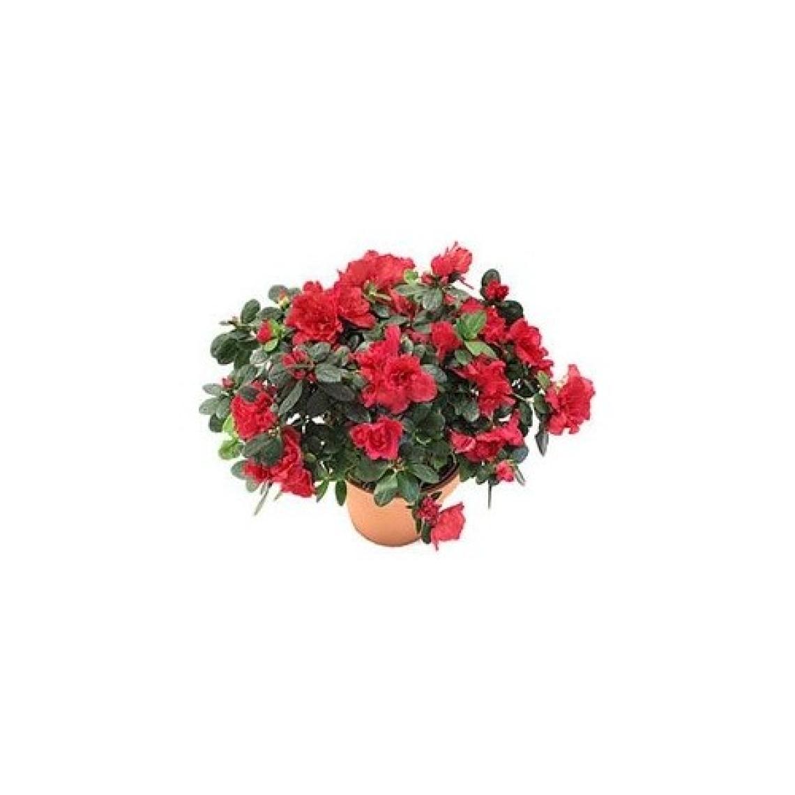 Aydoğdu Açelya (Ithal Saksıda 4lü Dikim ) 20-25 cm Çap Saksıda Büyük Boy