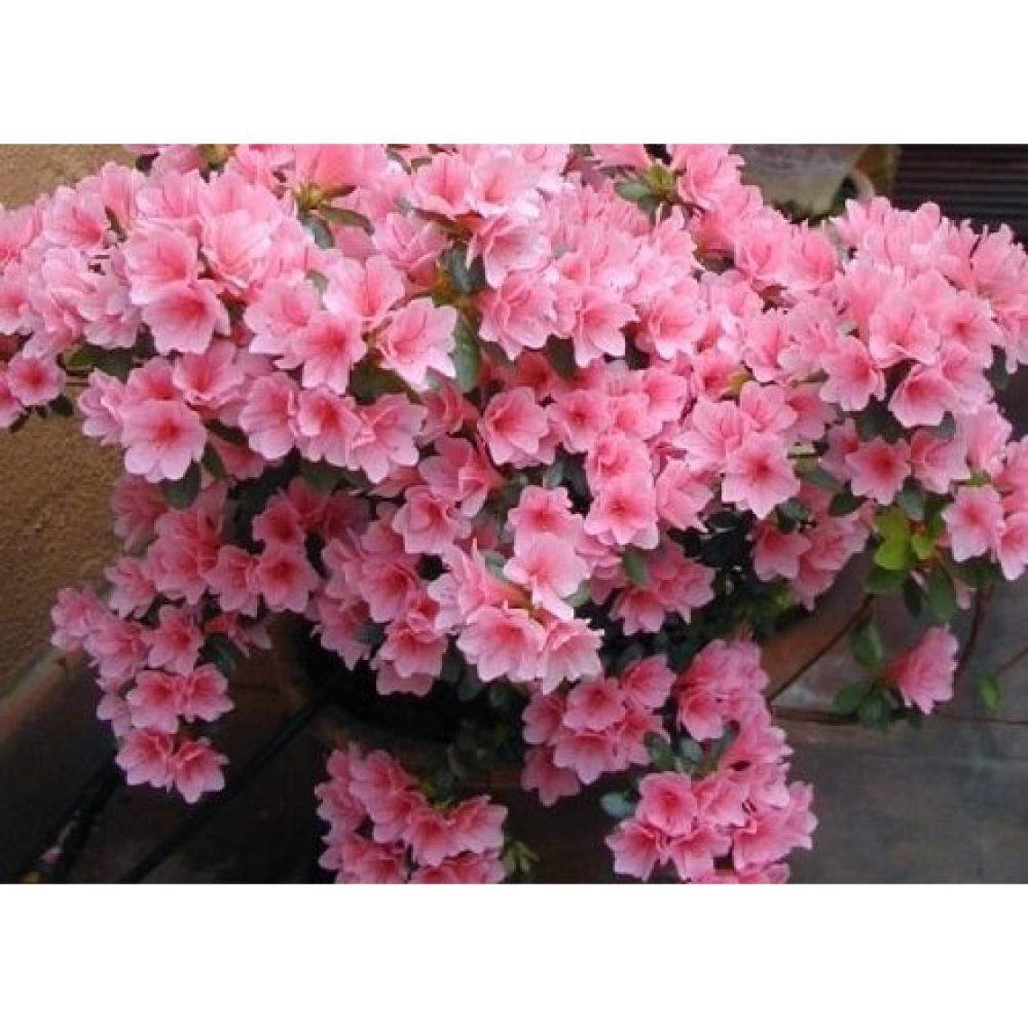 Aydoğdu Açelya (Ithal Saksıda 4lü Dikim ) 20-25 cm Çap Saksıda Büyük Boy
