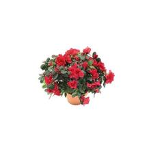 Aydoğdu Açelya (Ithal Saksıda 4lü Dikim ) 20-25 cm Çap Saksıda Büyük Boy