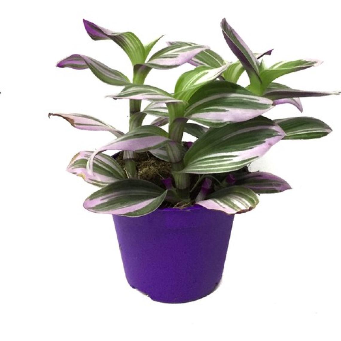 Betonish Tradescantia 'Nanouk' (Telgraf Çiçeği)