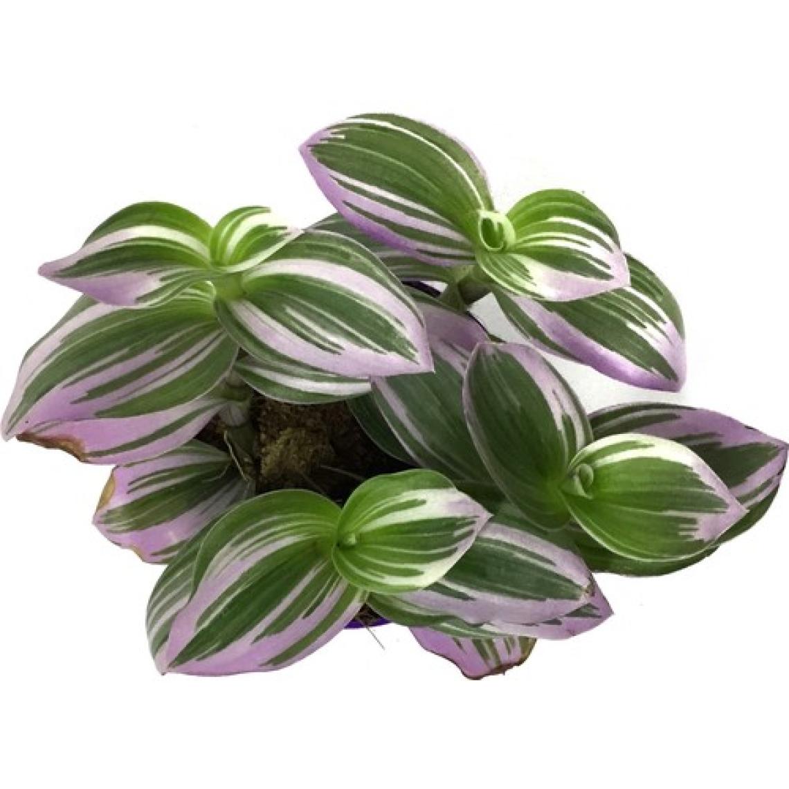 Betonish Tradescantia 'Nanouk' (Telgraf Çiçeği)