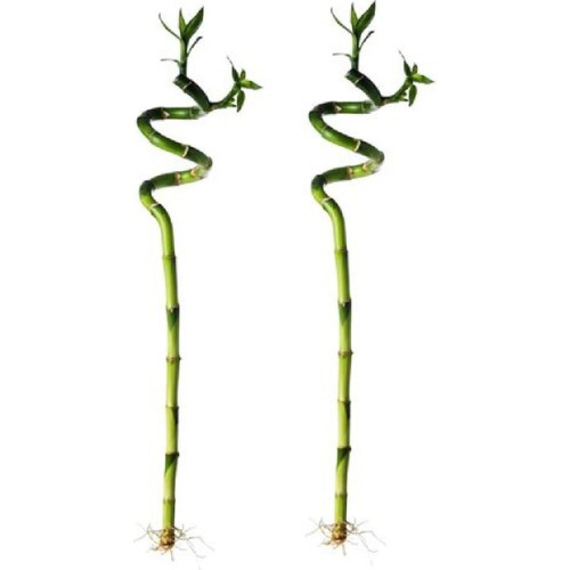Salsepete 2 Adet Şans Bambusu 40-50 cm